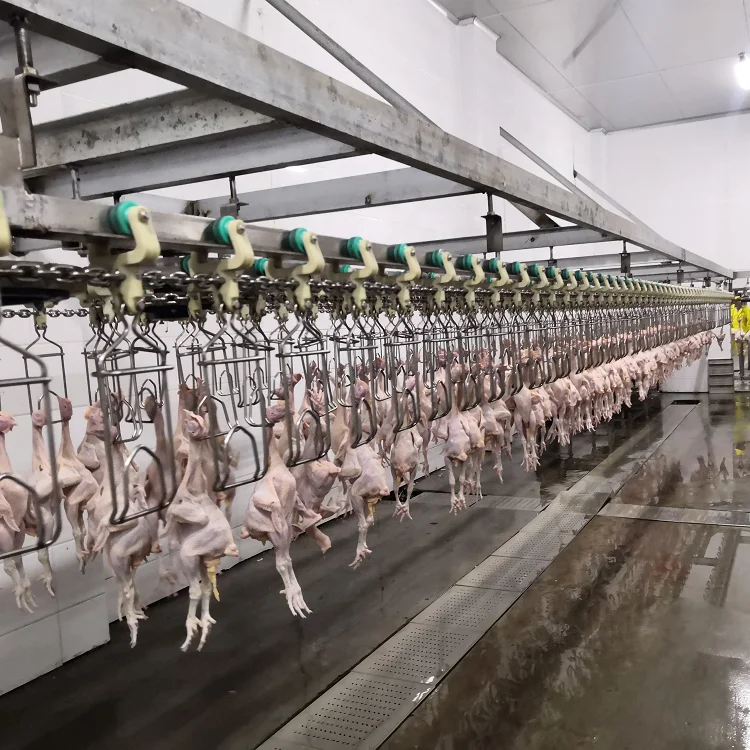 
2020 sell well poultry slaughterhouse equipment chicken slaughter line 
