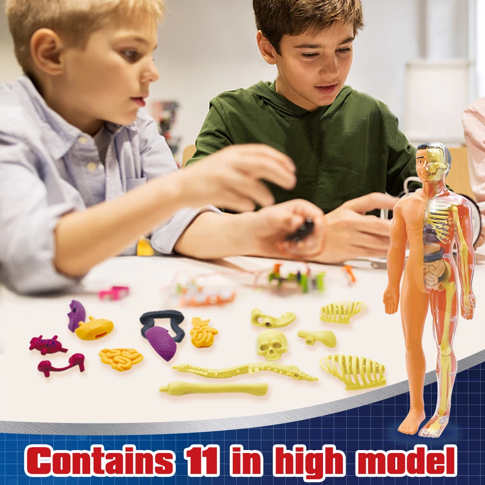 Medical School Nursing Educational Supplier Human Torso Body Anatomy Model for Children Science Experiment Teaching Tool
