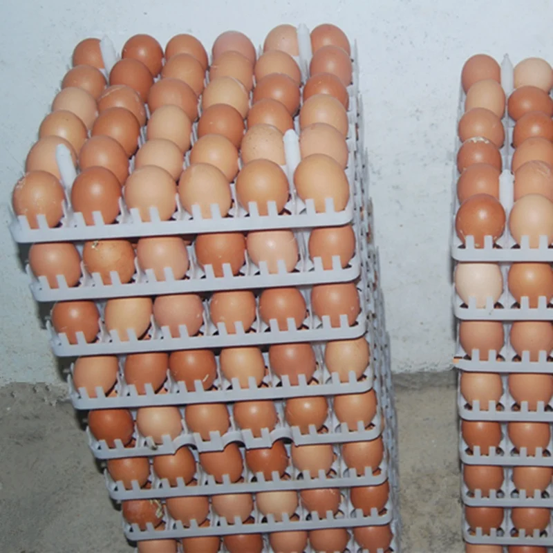 
Female chicken cage & male chicken cage for poultry farm by artificial insemination 