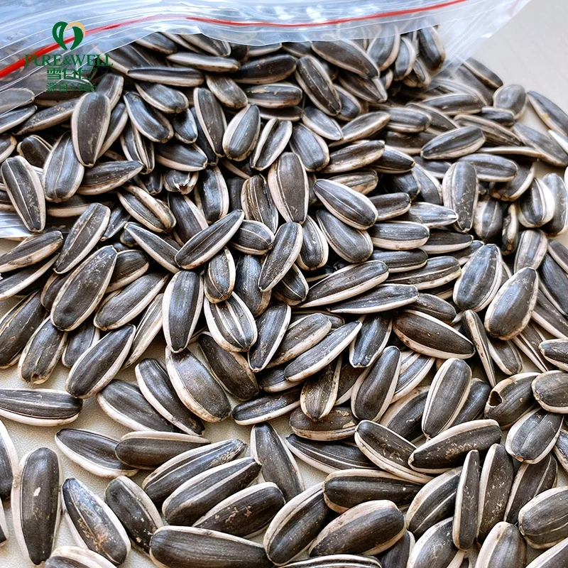 Top quality sunflower seeds 363 hot selling new arrival sunflower seeds kernels