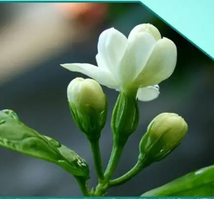 Mo Li Hua White Flos Jasmini Dried Natural Fragrance Sambac Flower