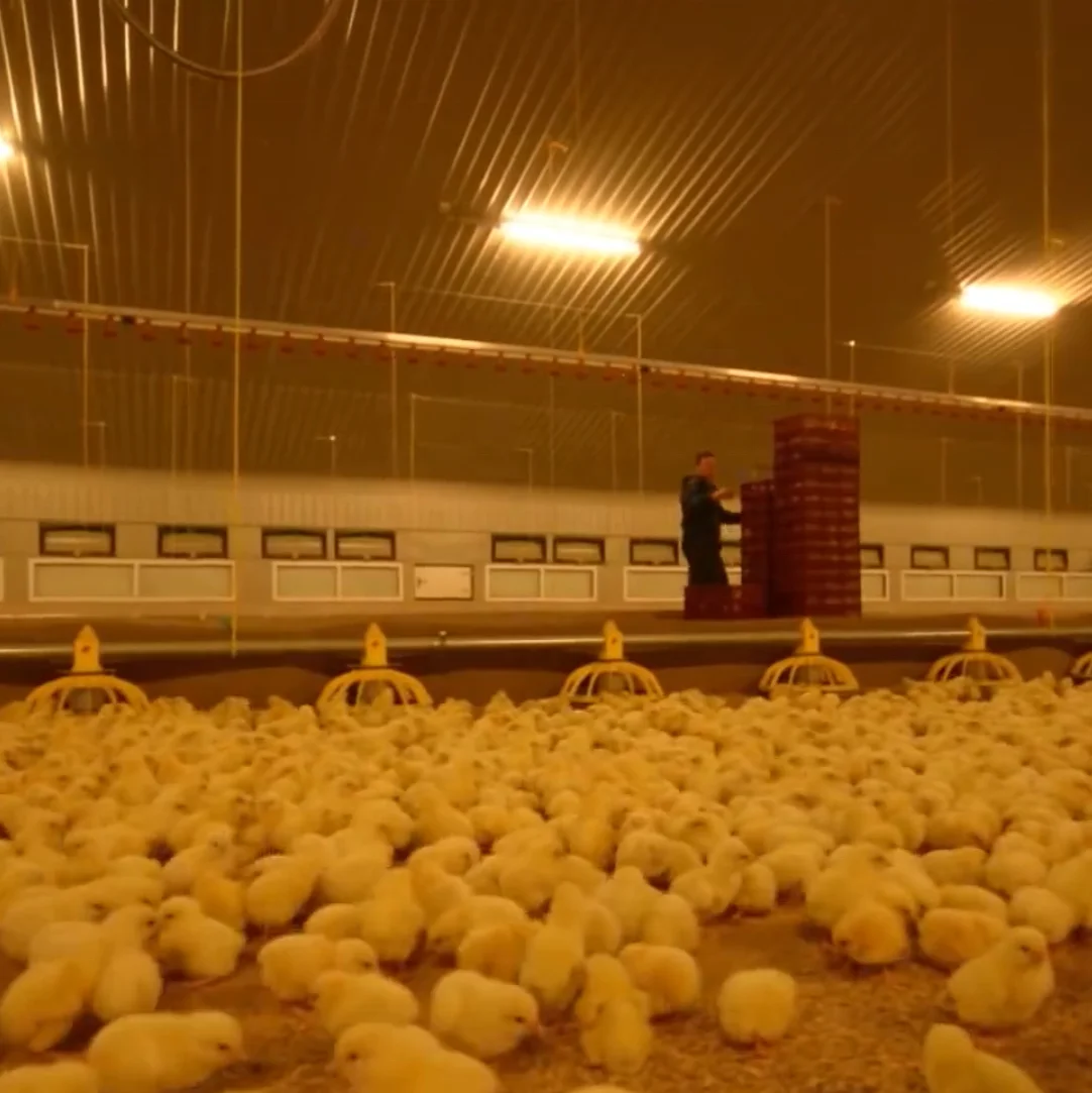 China factory high quality prefabricated poultry house building warehouse chicken house light steel structure