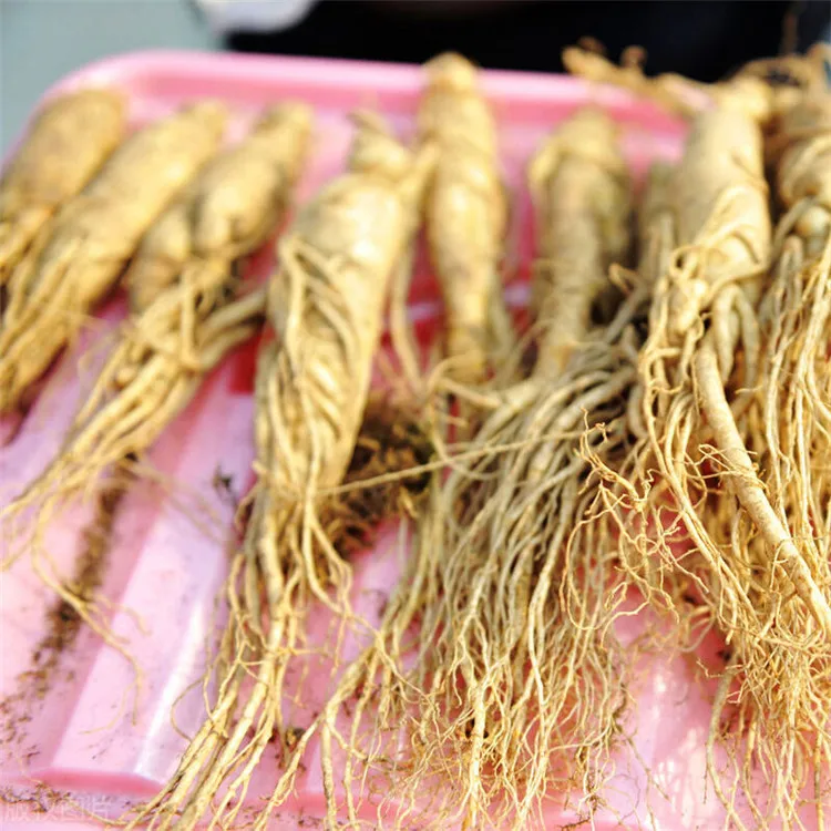 Factory Supply Hot Sale Traditional Chinese Medicine Ginseng For Medical Use
