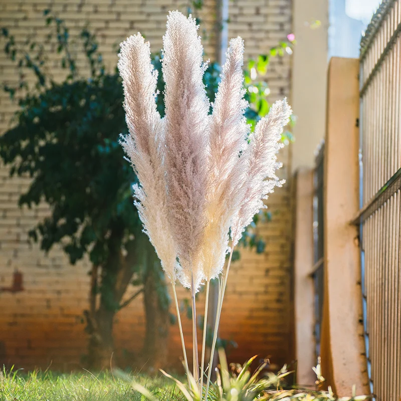 Wholesale Pampas Factory Direct Sale Dried Flowers Pampas Grass For Shooting Props Wholesale Occasion Wedding