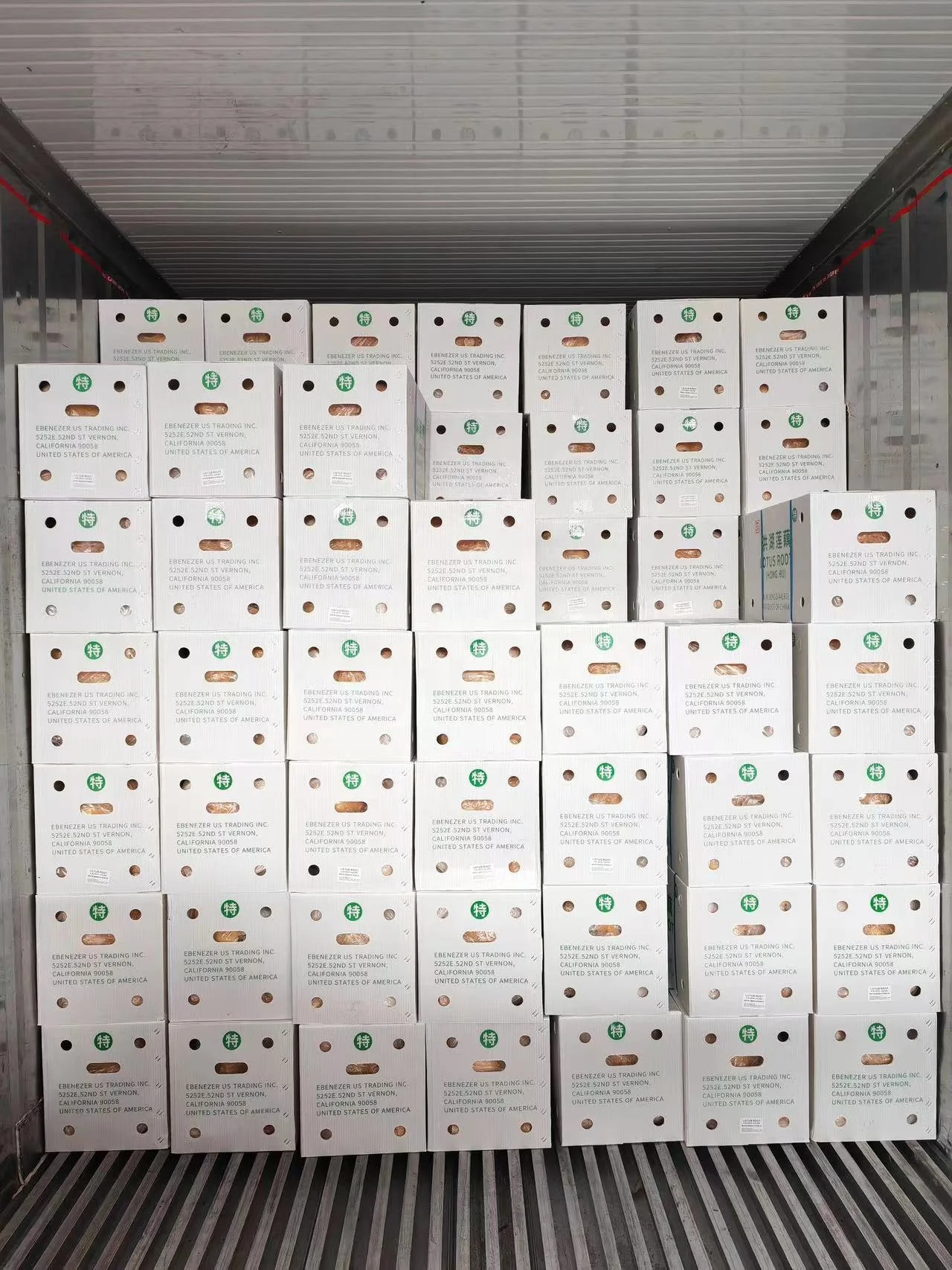 2023 autumn and winter fresh lotus root a large quantity of market powder waxy sweet