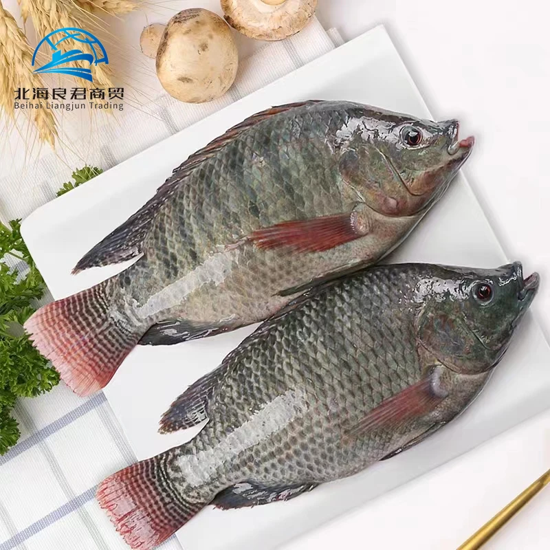 Wholesale and hot selling tilapia fish price cheap in Chinese factories 300-500g whole Tilapia mossambica
