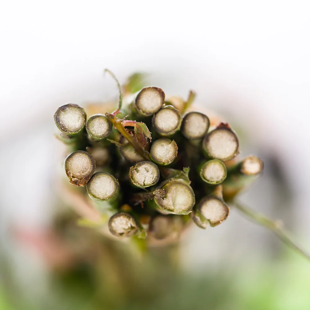 Hot Selling 2023  Fresh Cut Flowers Natural Yellow Roses For Wedding/Mothers Day Gifts Decoration Color Plants