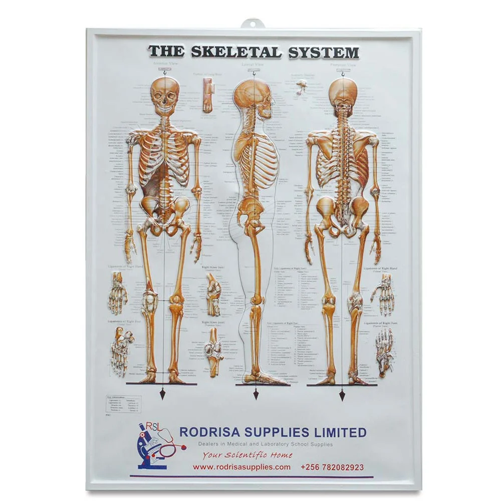 Human Skeletal System Plastic Anatomy Chart