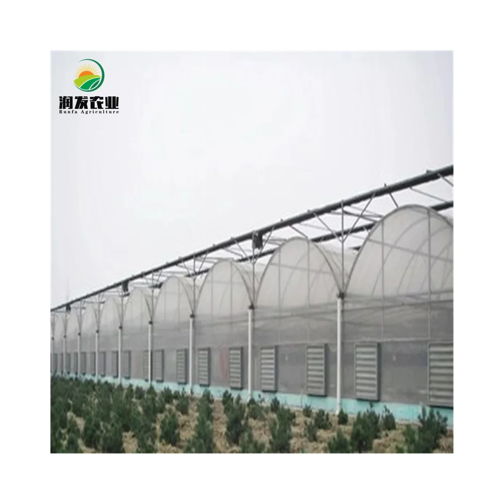 Automatic Large Intelligent Agricultural Multi-Span Film Greenhouse with Soilless Culture Hydroponic Drip Irrigation System