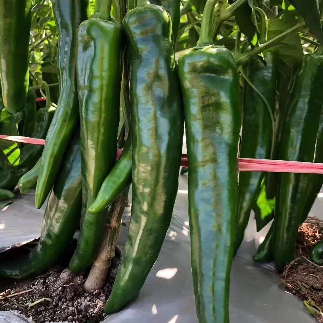 China Best  Quality F1 Hybrid Big Long Hot Pepper Chili  Vegetable Seeds for Planting