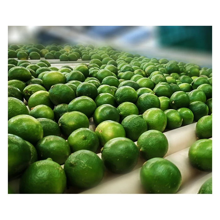 Fresh Premium Persian Lime - Top Quality, Best Price, Directly From Producers In Mexico Manufacturers