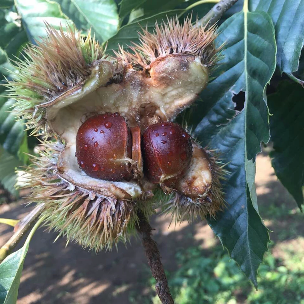 2021 New Crop Top Quality Fresh Chinese Chestnut with Bright Color