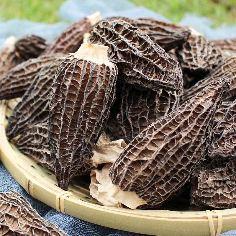 Wholesale Fresh Morilles Mushrooms  morchella Cultivation Mycelium Morel mushroom seeds