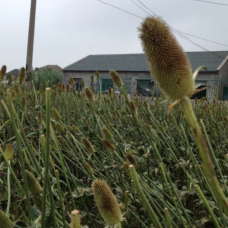 
Teasel seed bird food racing pigeon feeder 