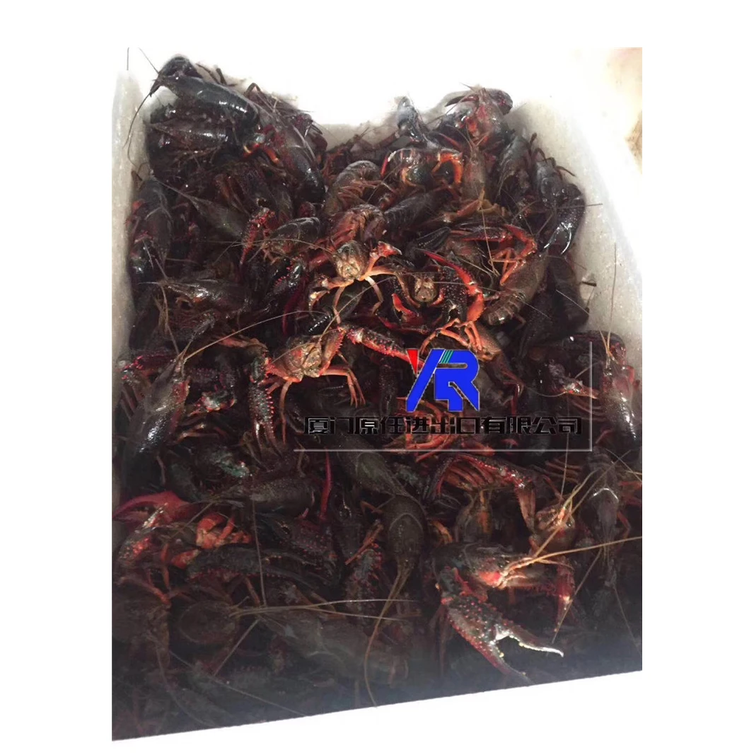 
Living Lobster Premium Quality Wholesale Live Crayfish 