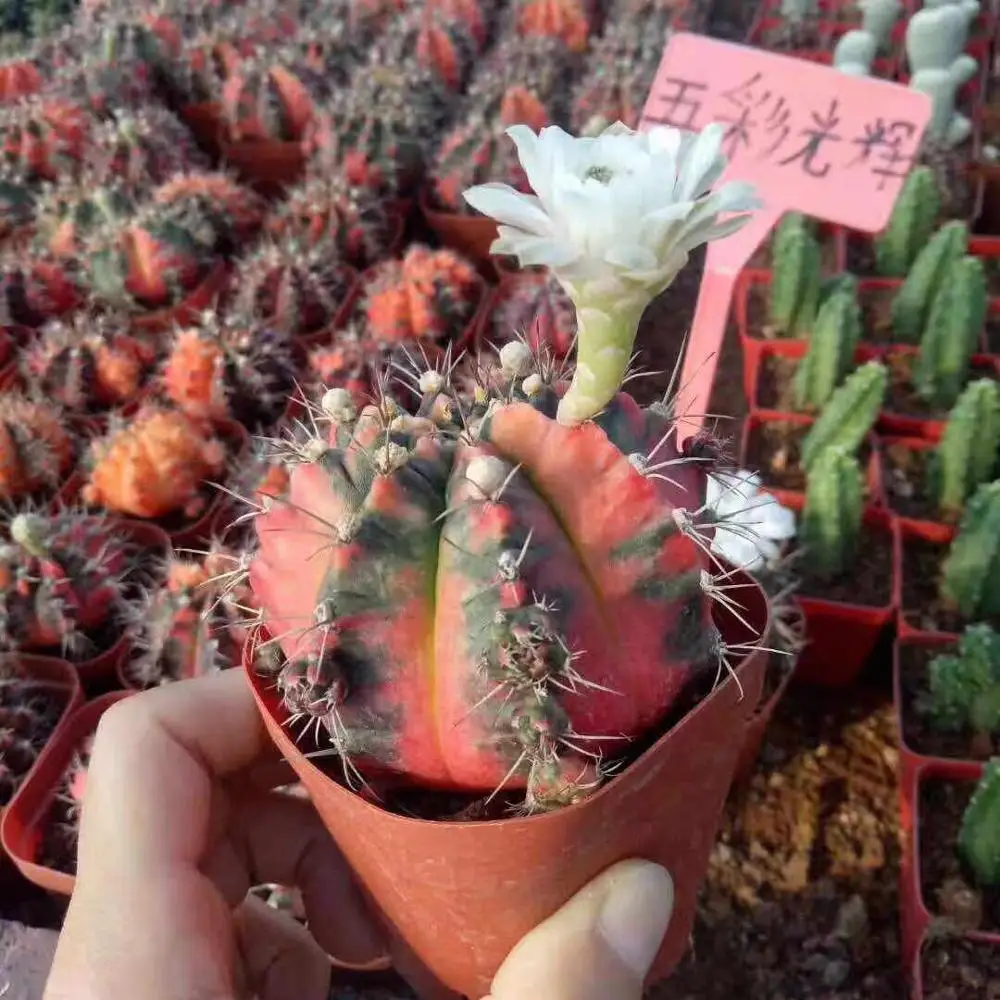 live succulent plants colorful moon cactus Gymnocalycium mihanovichii