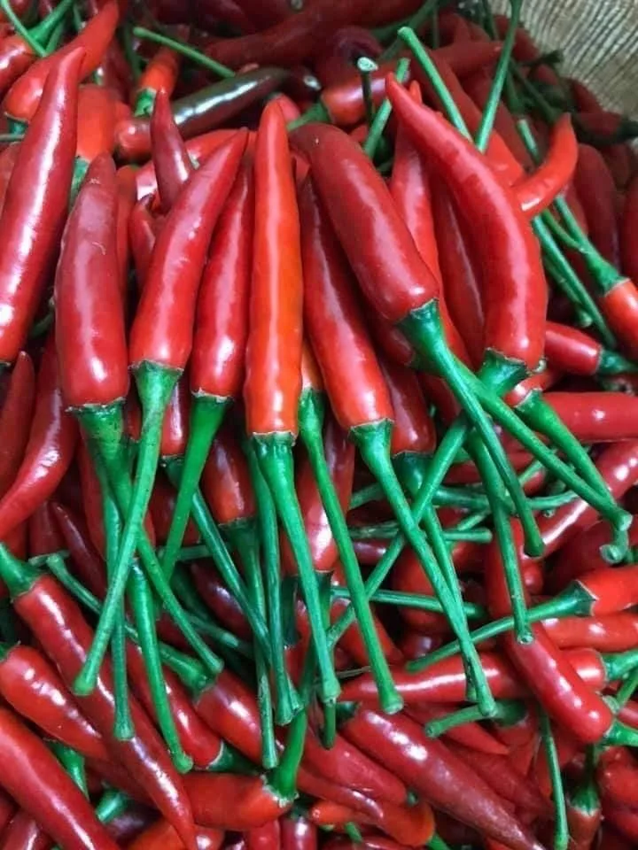 Fresh Red Chilli High Quality Best Brand Supplier For Export Good Price Low MOQ Custom Logo Package Hot Selling From Vietnam