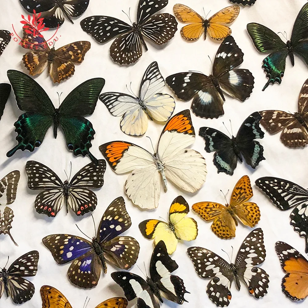 Real Butterfly  Taxidermy  Specimen Biological Photo Frame Collection Butterfly Specimen Beautiful Real Butterfly Taxidermy