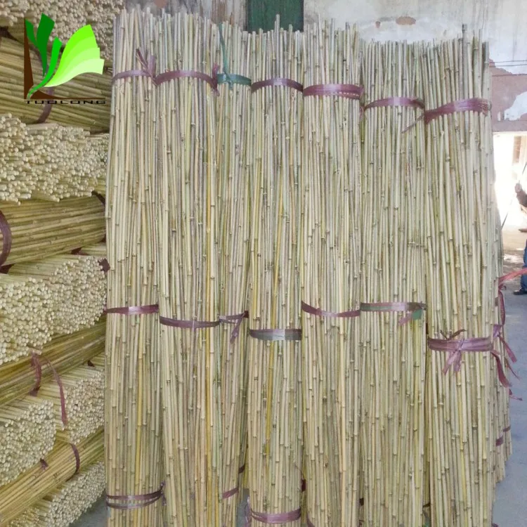 Wholesale Natural Dry Straight Raw Tonkin Bamboo Stake for Garden