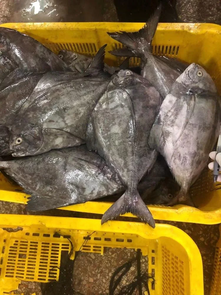 Indonesia Good Quality Frozen Black Pomfret
