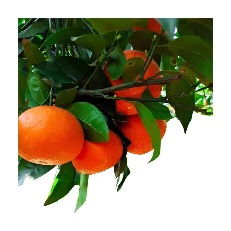 
Manufacturer Supplier Summer Fresh Fruit Valencia Sweet Delicious Navel Orange 