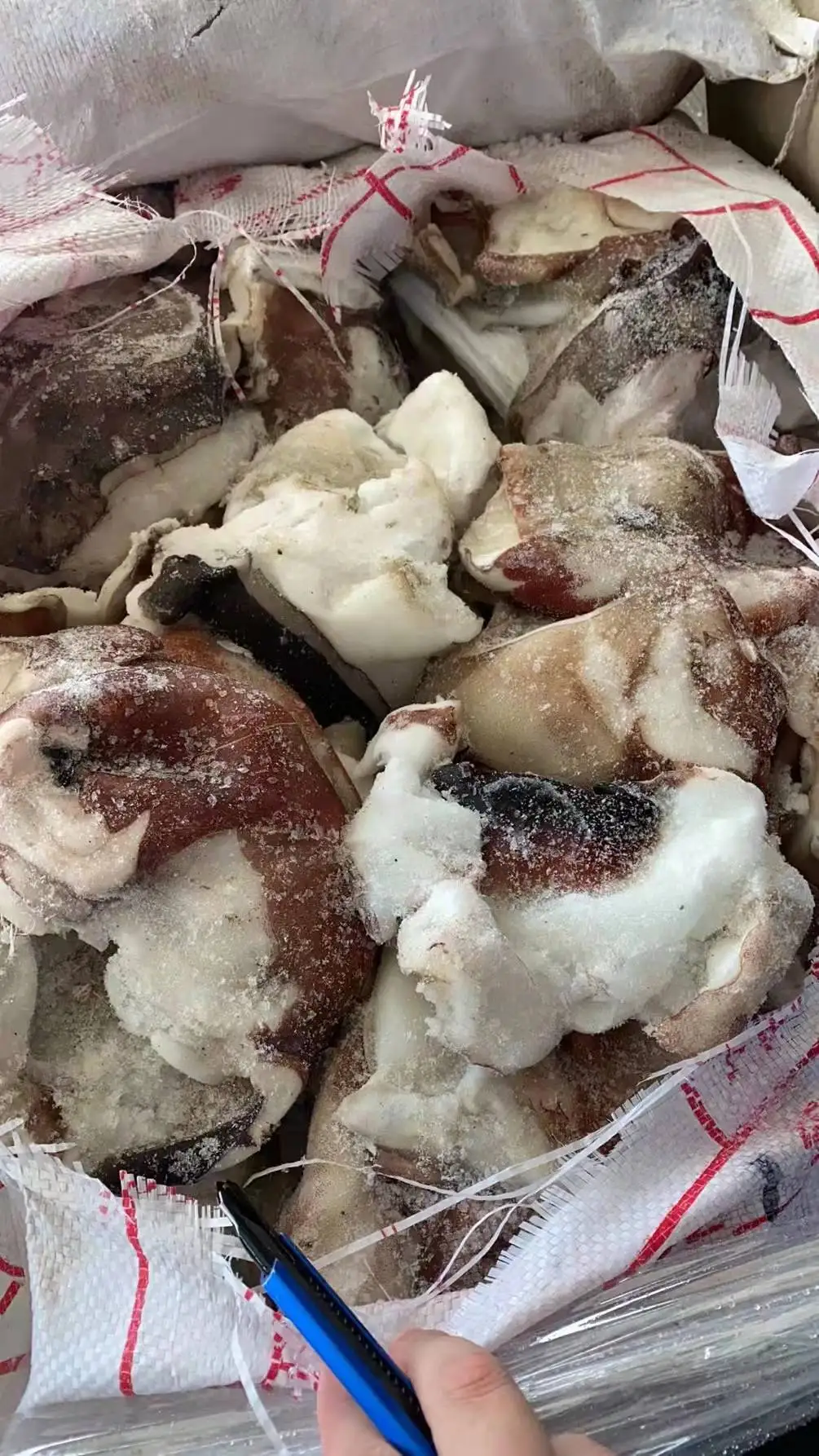 Hot sale good price giant squid neck for export