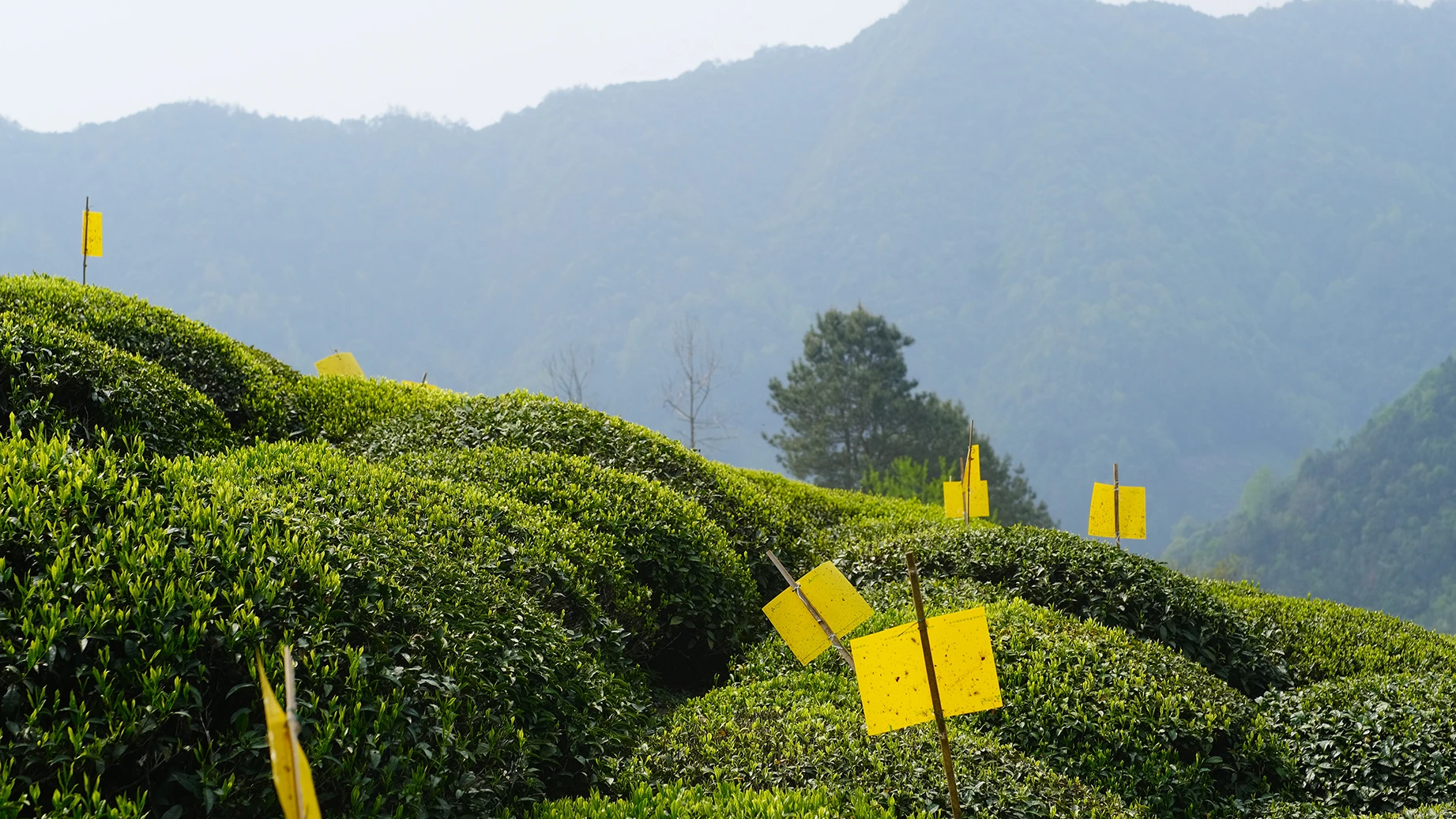 41022 8A Morocco Algeria Chunmee tea support OEM packing from Anhui , Huangshan green tea 4011 9371 8147