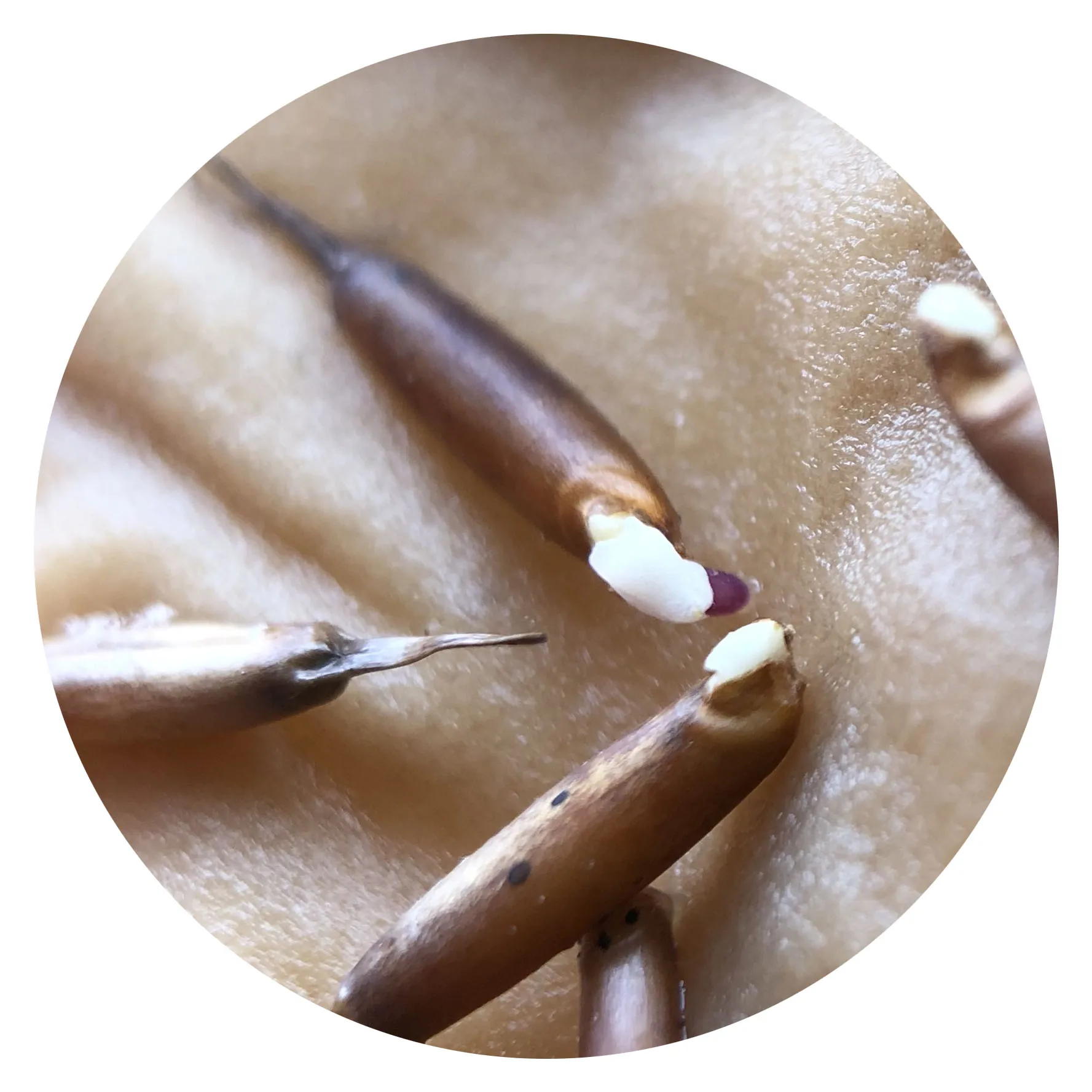 Бесплатная доставка, 1000 семян бамбука гигантского Моса