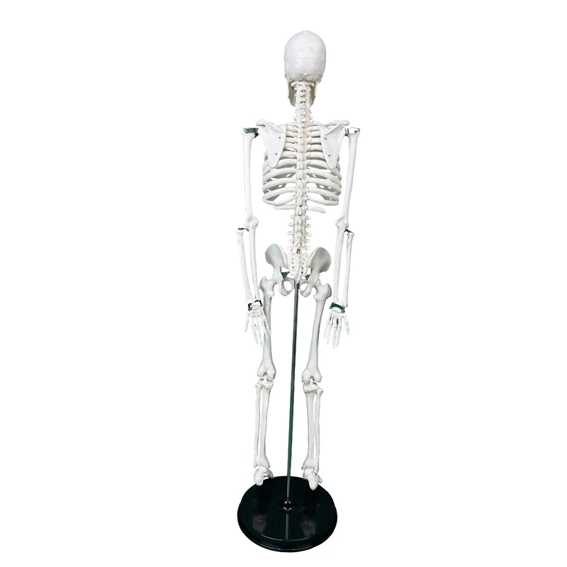 Medical Human skeleton Model