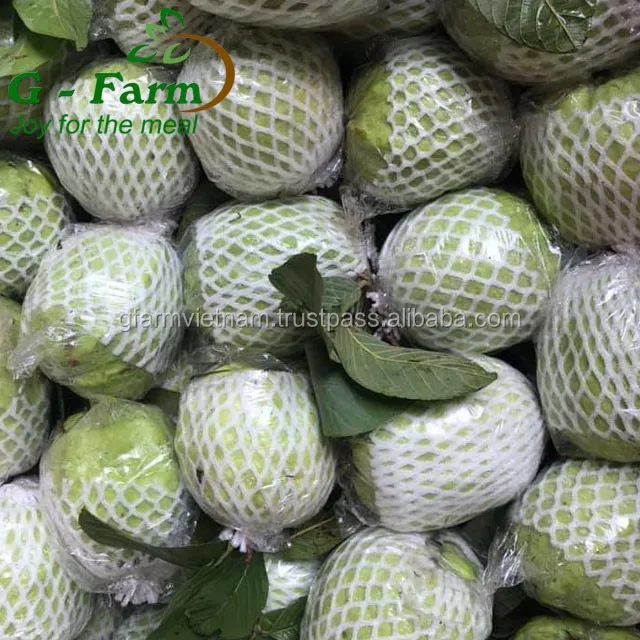 
HOT 2020 wholesale fresh guava Vietnam for sales 