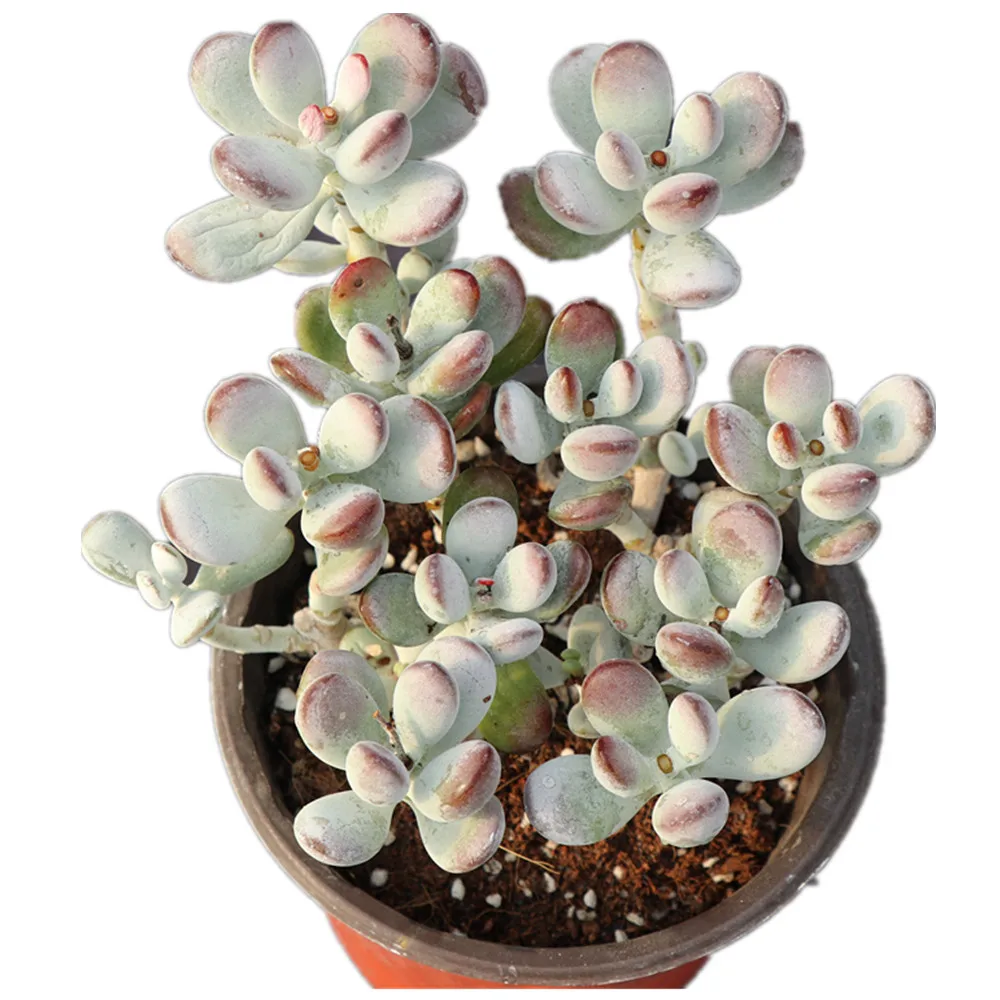 High top rank garden succulents with professional service
