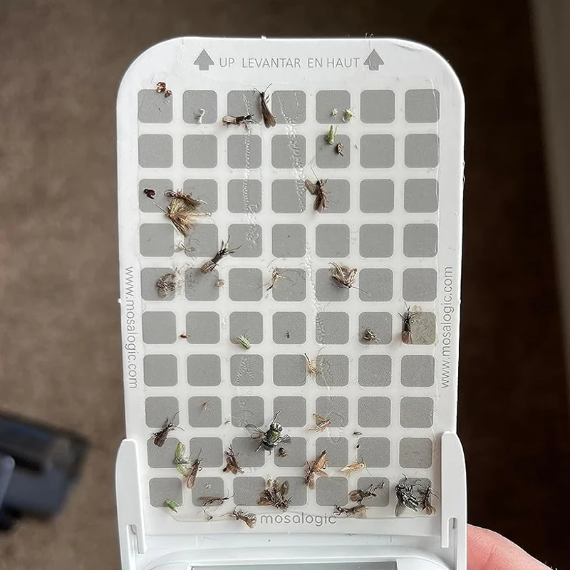 Sticky Cardboard Moth Trap