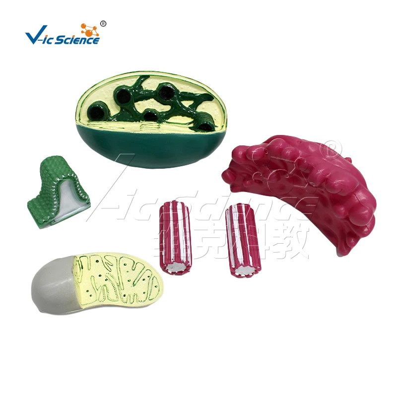 Organelle structure model medical model anatomical teaching