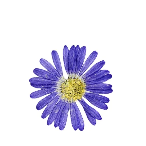 Индийский цветок Kalimeris товары для изготовления открыток ювелирные изделия из смолы натуральное растение экологически чистый настоящий прессованный