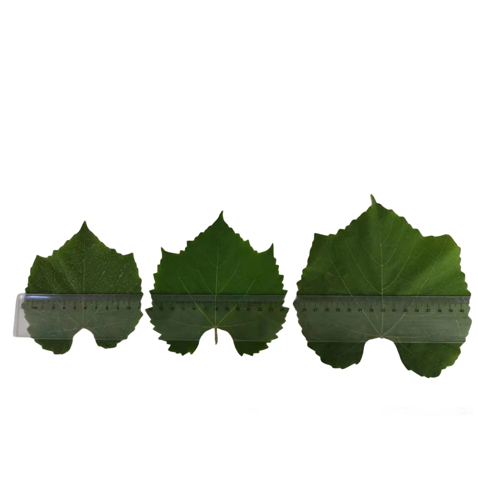 %100 Natural Vine Leaves in Brine Best PRICE  Vine Leaves in Drums in Jar