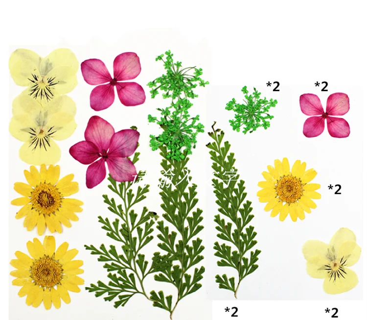 Dry Flower Diy Makeup Nail Phone Case Frame Materials Plant Flower Specimens Real Natural Dried Pressed Flower For Resin