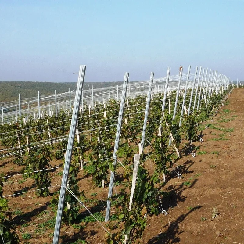 Steel posts for vineyards Metal posts and system for vineyards and orchard