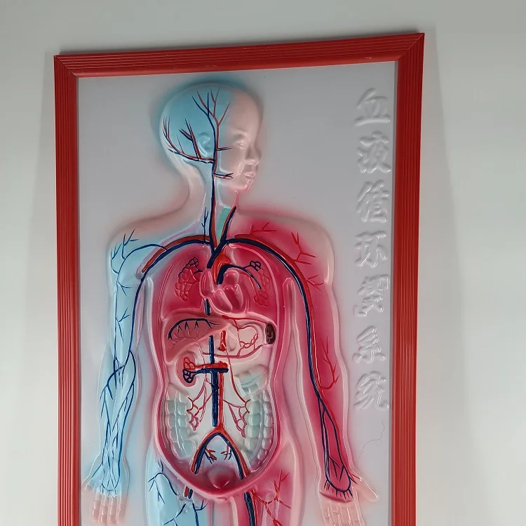 Biology medical blood circulation system embossed model
