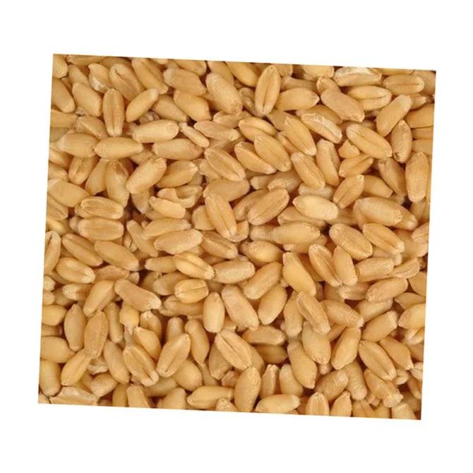 
COMMON Cultivation Type durum wheat hard texture for grain soft 