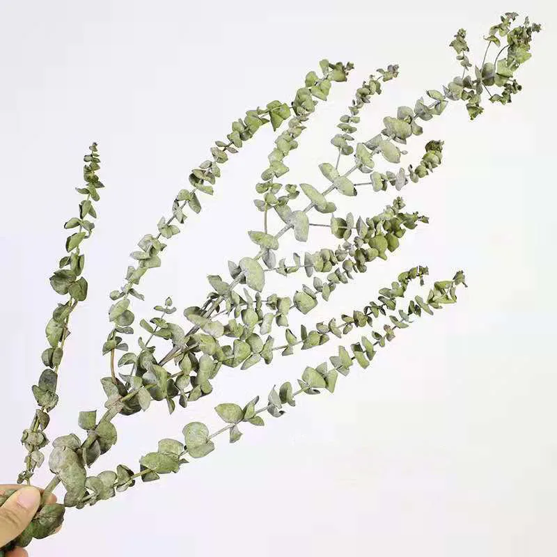 Yunnan оптовая продажа сушеные листья эвкалипта сухие листва для домашнего декора цветы вазы