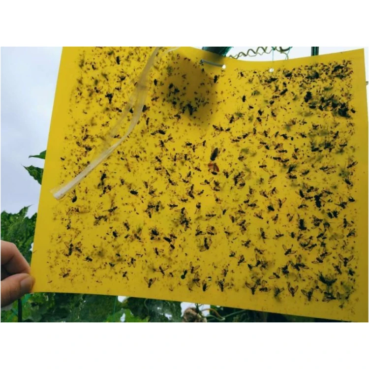 Adhesive Hanging Fly Trap No Repellent Flies Pest Killer Control Fruit Flying Trap ECO Yellow Sticky Traps Glue Insect Catcher