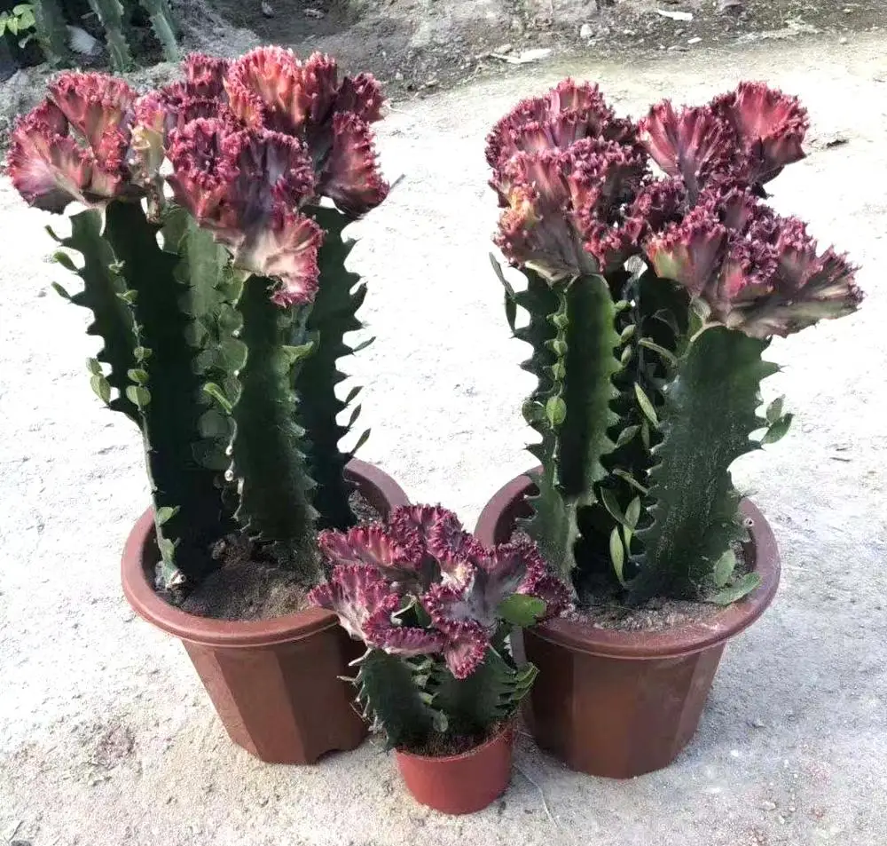 
 Комнатное украшение бонсай в горшке  