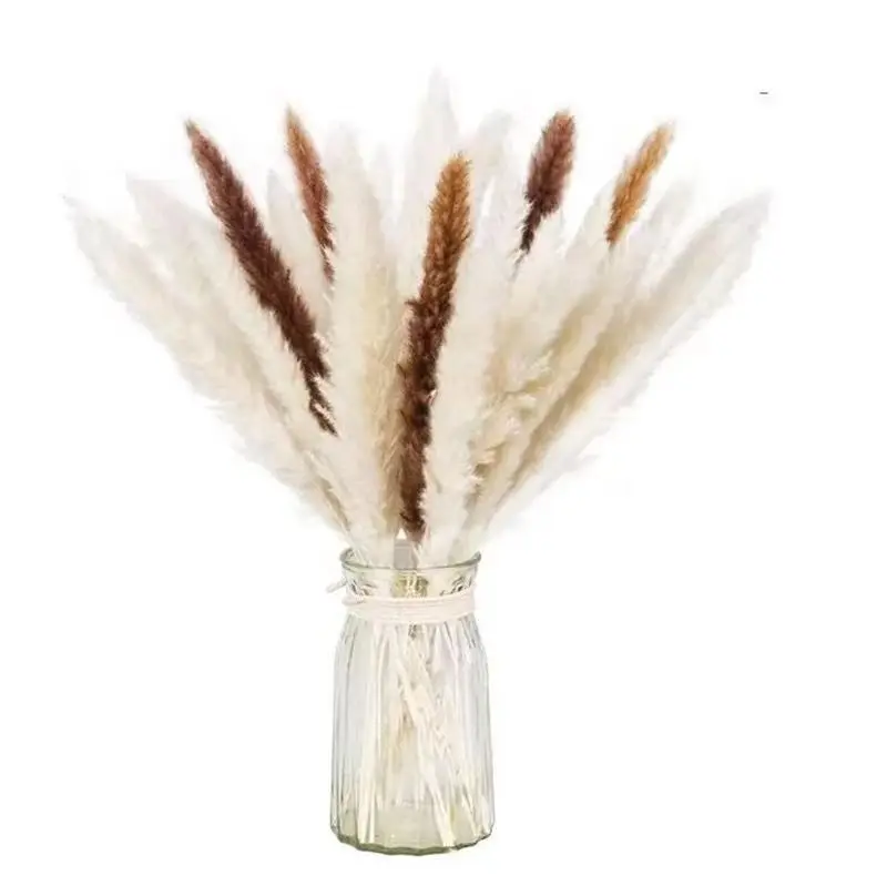 Manufacturers sell dried flowers, small reed dried flowers, cross-border Amazon pampas grass