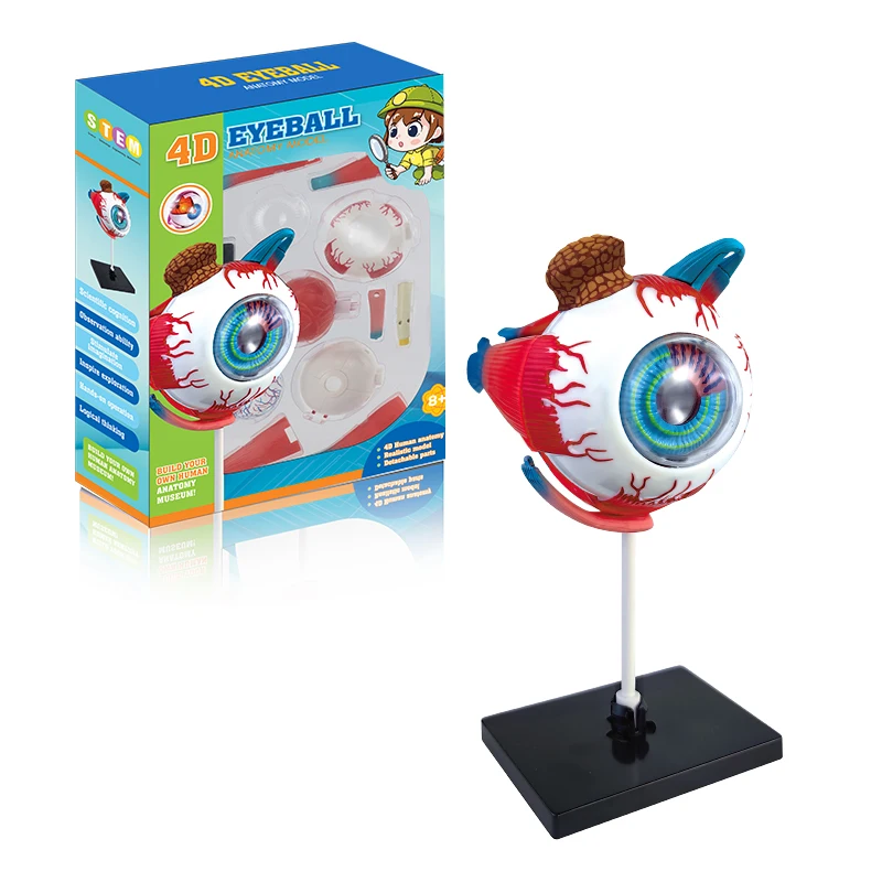 Top Selling Human Organ Education Kit 4D Eyeball Structure Learning Kit Human Body Science Toys for Kids