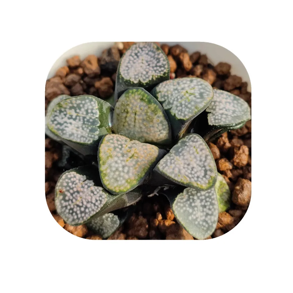  H44 Haworthia Редкие суккуленты живые растения 3 5 дюймов горшок натуральные комнатное растение