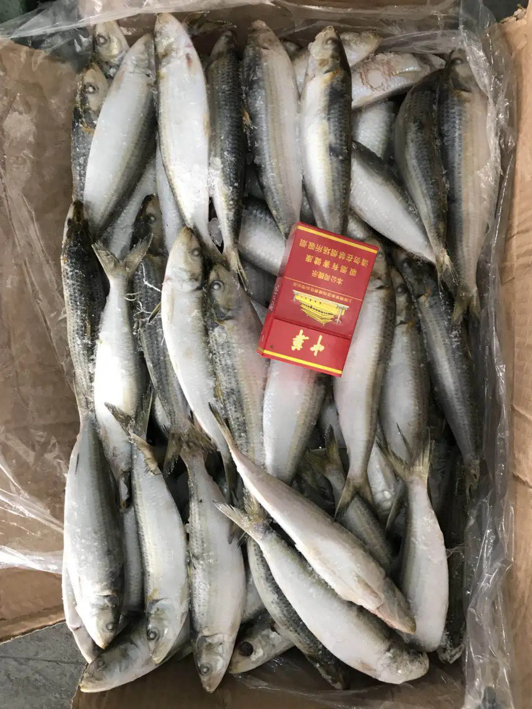 wholesale Sea Fish Fresh Frozen Sardine for bait