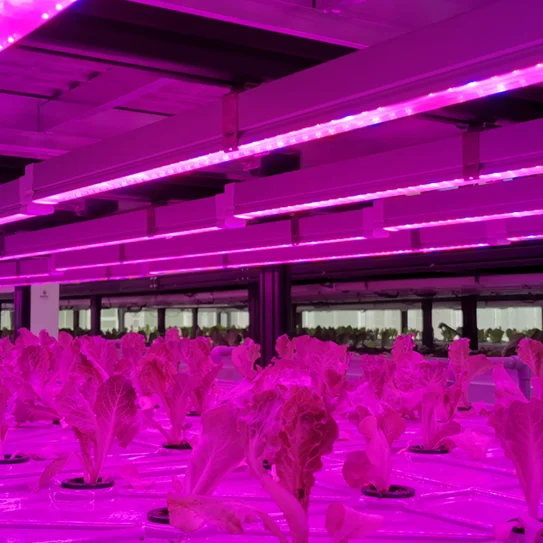 NFT lettuce kale  indoor hydroponic system plant factory