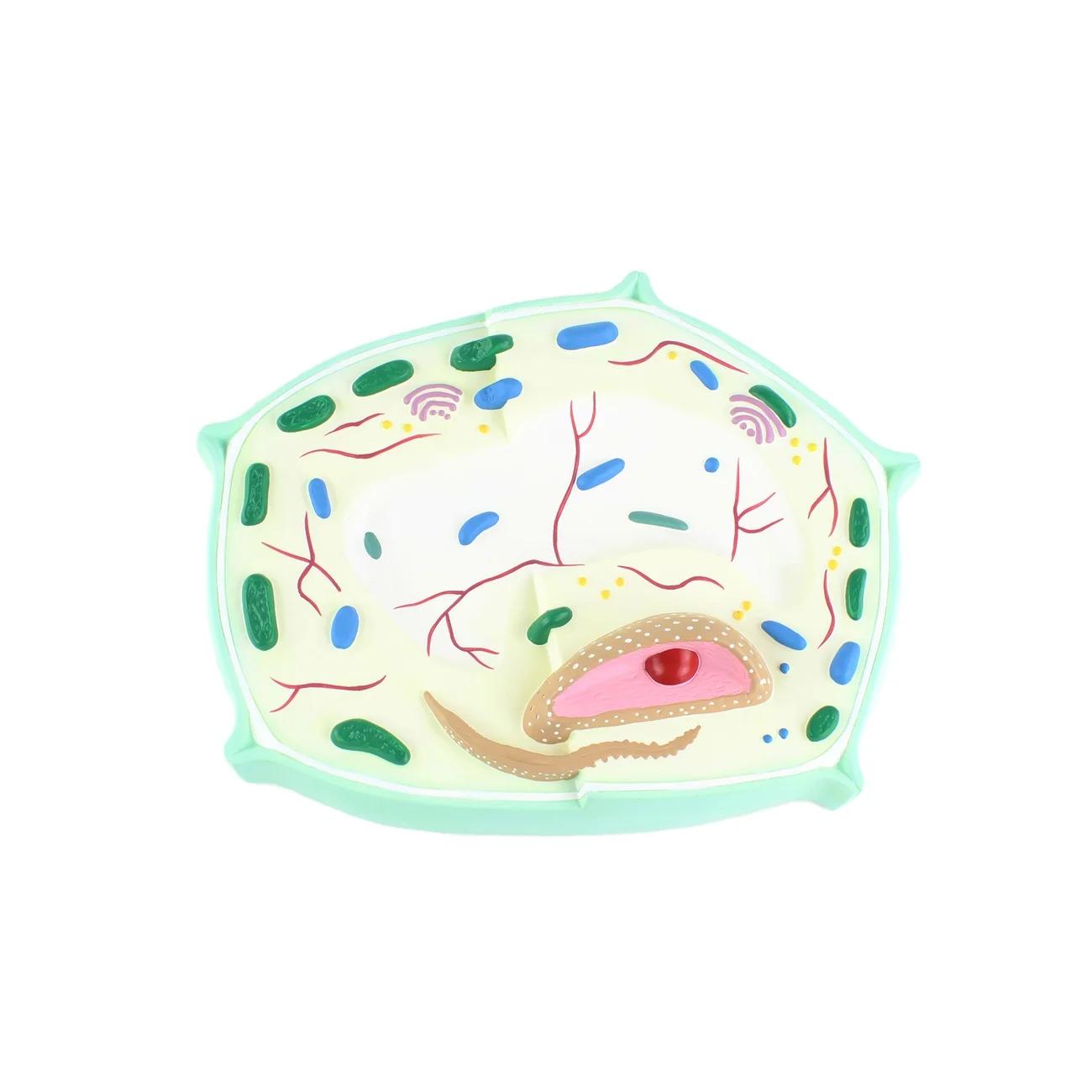 KM-1801 Biological  plant cell  Model