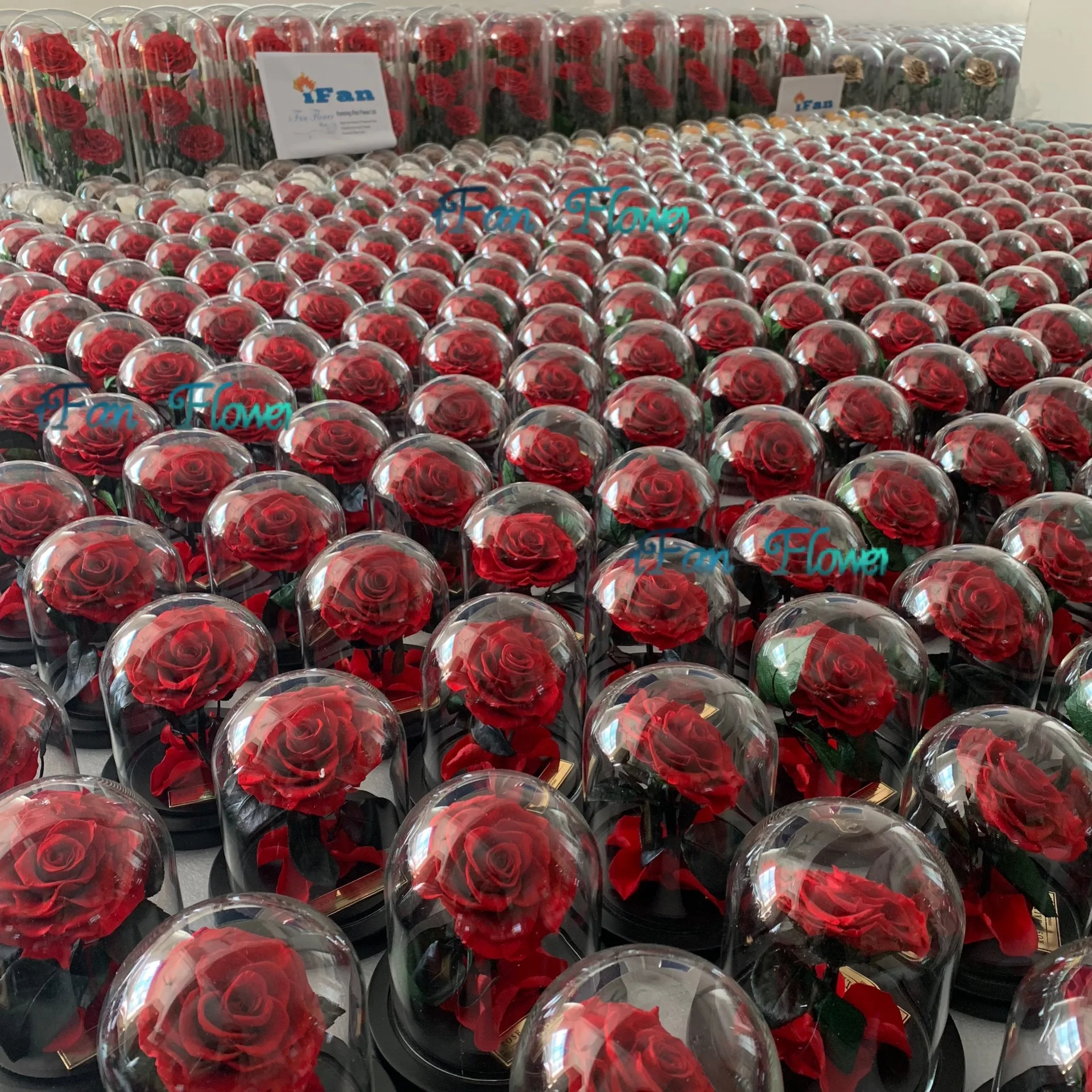 New edition preserved red roses in glass dome with black wooden base perfect gift idea for christmas
