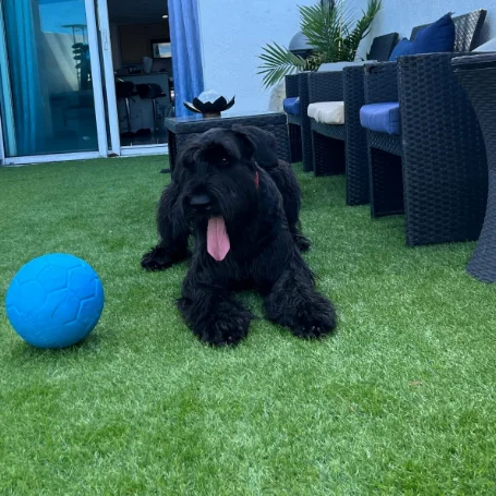 Realistic Artificial Grass Turf Garden Lawn Outdoor Landscape Thick Synthetic Grass Mat